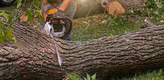 Best Stump Grinding and Removal  in Eidson Road, TX