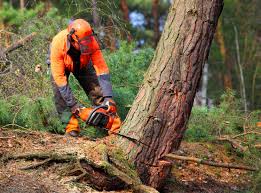 Best Utility Line Clearance  in Eidson Road, TX