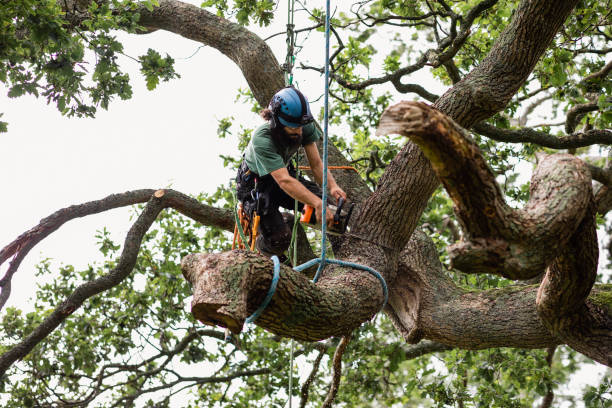 Best Arborist Consultation Services  in Eidson Road, TX