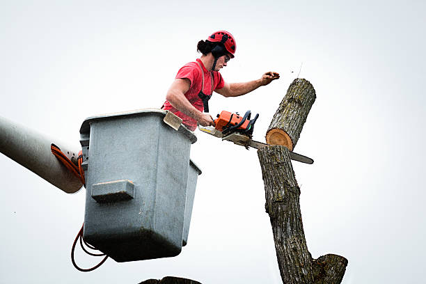 Best Palm Tree Trimming  in Eidson Road, TX