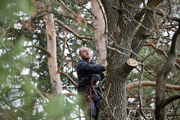 Professional Tree Services in Eidson Road, TX